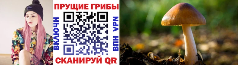 Купить  Амурск  Псилоцибиновые грибы Psilocybine cubensis 